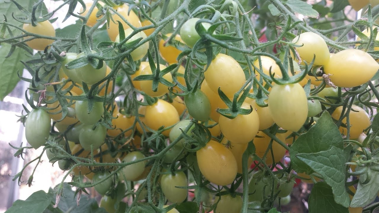 Sortenvorstellung Tomate Barrys crazy cherry