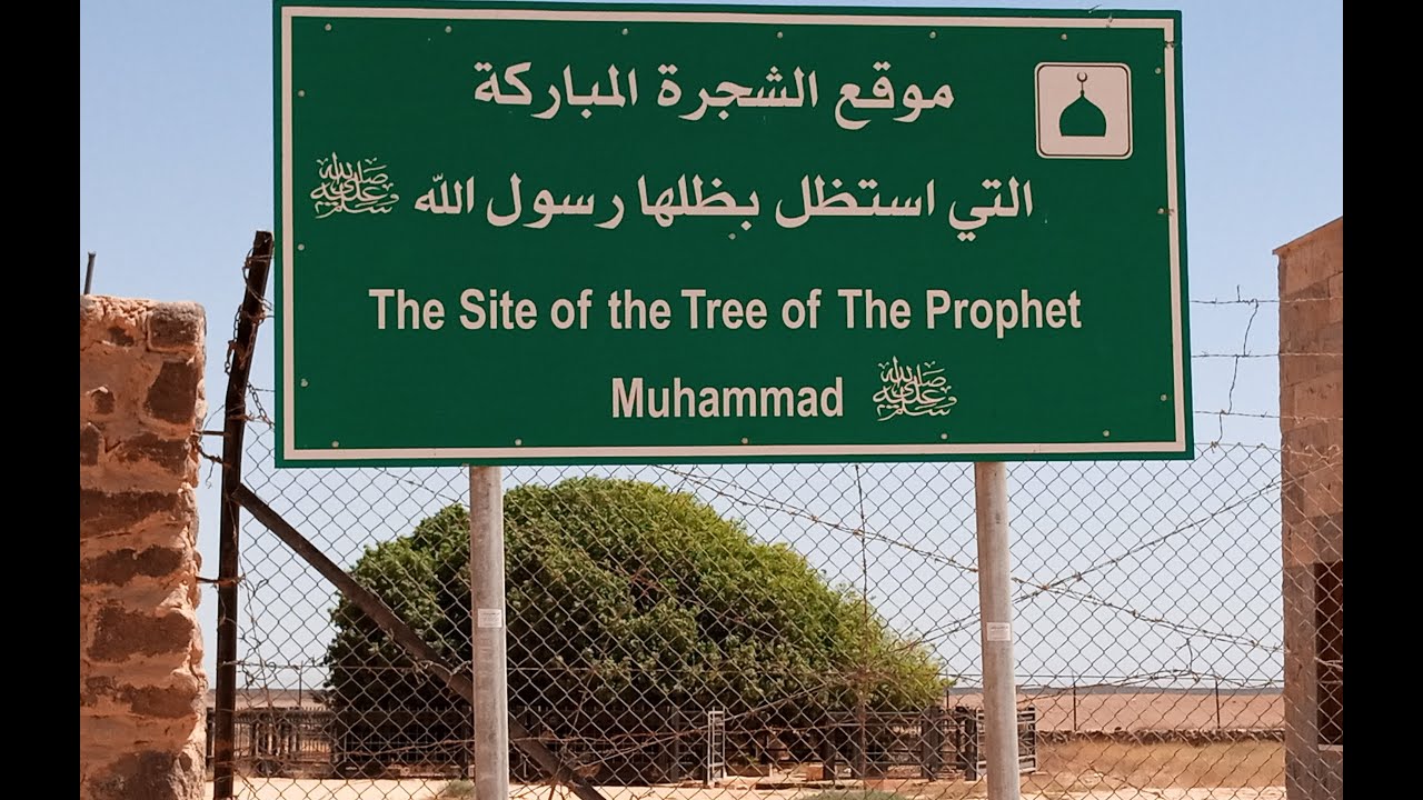 Visit Sahabi Tree | Blessed Tree🎄In Jordan الأردن Northern Desert #KMHO VLOG