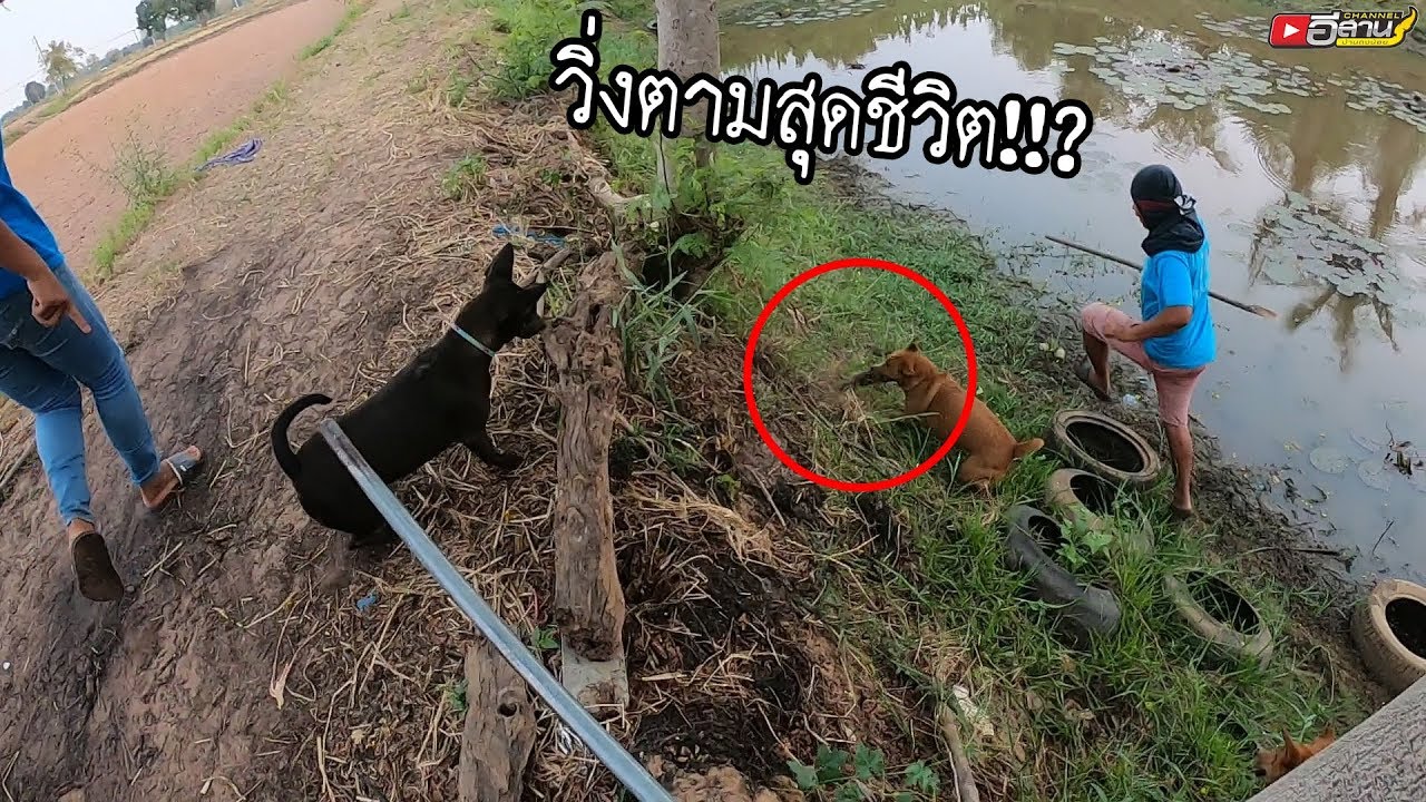 ออกมาแบบไม่ทันตั้งตัว!!? วิ่งตามสุดชีวิต!!? หาขุดหนู อูดหนู อยู่คูสาอ้ายปุ้ย