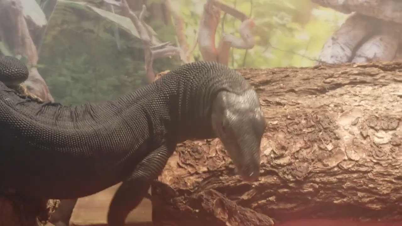 BLACK DRAGON NYX LOVES SCRAMBLED EGGS feeding baby asian water monitor #lizard #reptiles