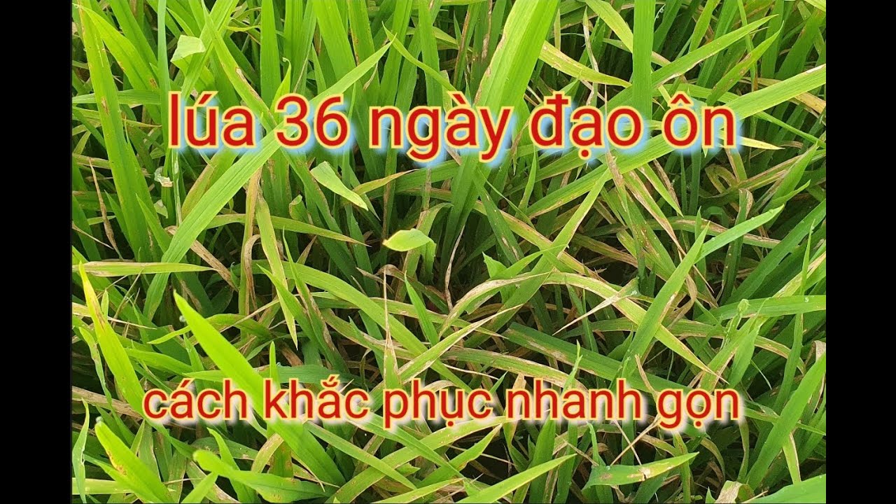 Chia sẻ lúa 36 bị đạo ôn nặng hướng giải quyết đạo ôn hiệu quả