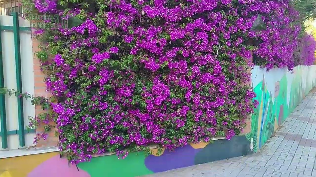 LAS 13 PLANTAS TREPADORAS MÁS ABUNDANTES EN LAS CIUDADES CÁLIDAS Y TEMPLADAS 💚