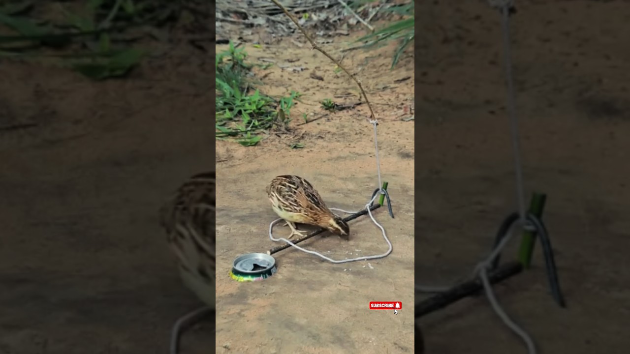 🐔 Easy DIY Chicken Trap in Minutes! #chickentrapping #birds #shorts