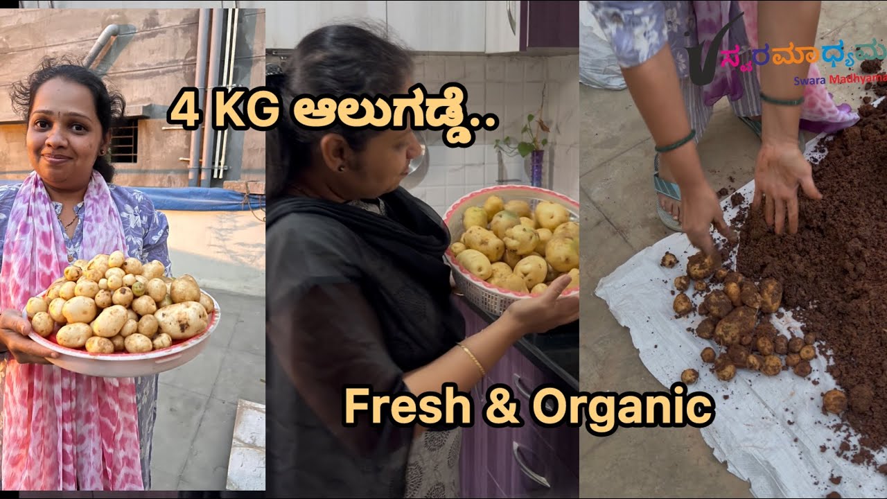 4KG ಆಲೂಗಡ್ಡೆ ಬೆಳೆ ಬಂತು - Swara Madhyama 