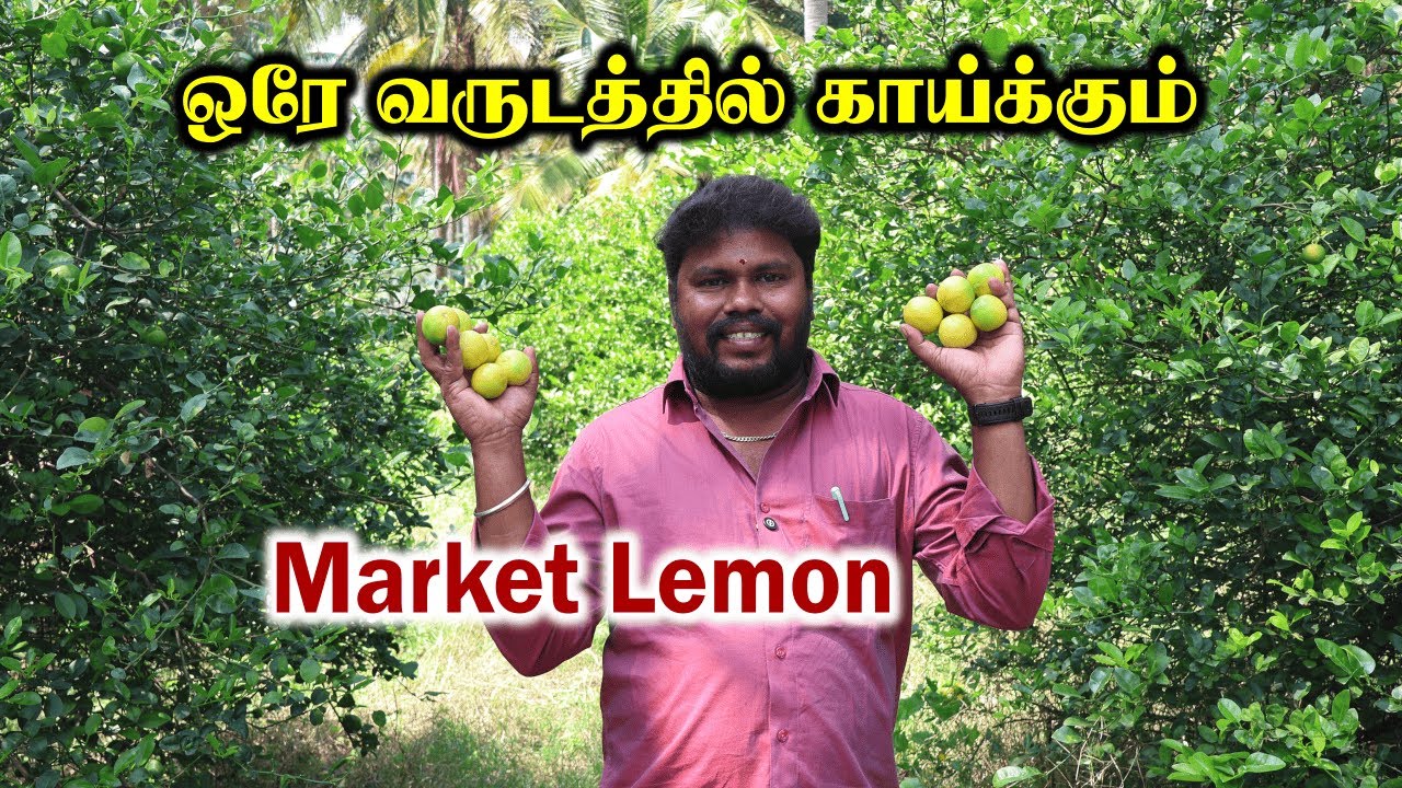 5 லட்சம் லாபம் தரும் எலுமிச்சை | தொடர் அறுவடை தரும் மார்க்கெட் லெமன் | Market Lemon Cultivation