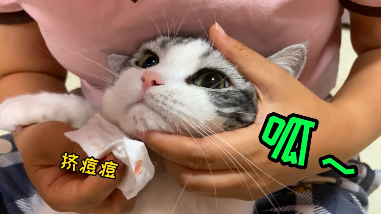 給貓擠痘痘是種什麼體驗？啞巴貓都會腹語啦！