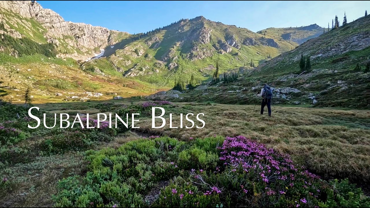 Wildflower Diaries | S3:E8 - Subalpine Bliss