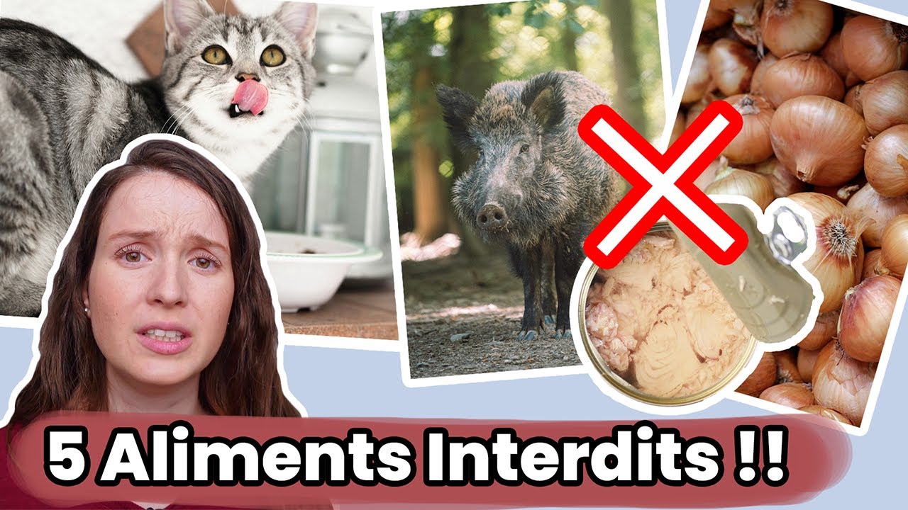 BARF, Ration Ménagère : 5 Aliments Toxiques ou Inutiles Pour le Chat