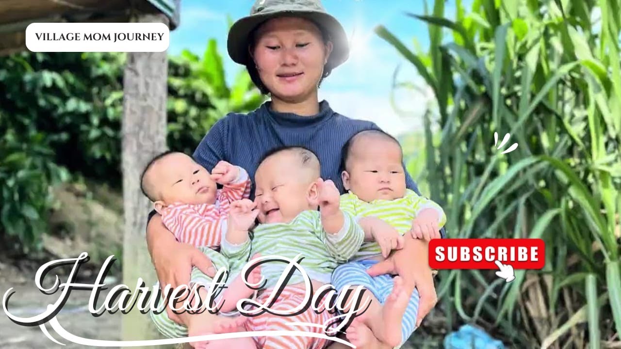 A Long Day Harvesting Rice — Worth Every Moment