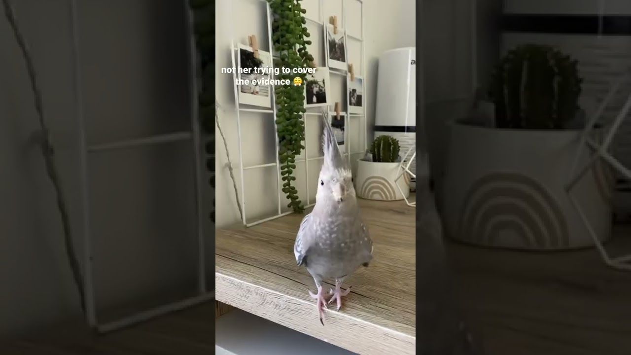 Cockatiels are destructive tell me otherwise☠️ #shorts #cockatiel #funny