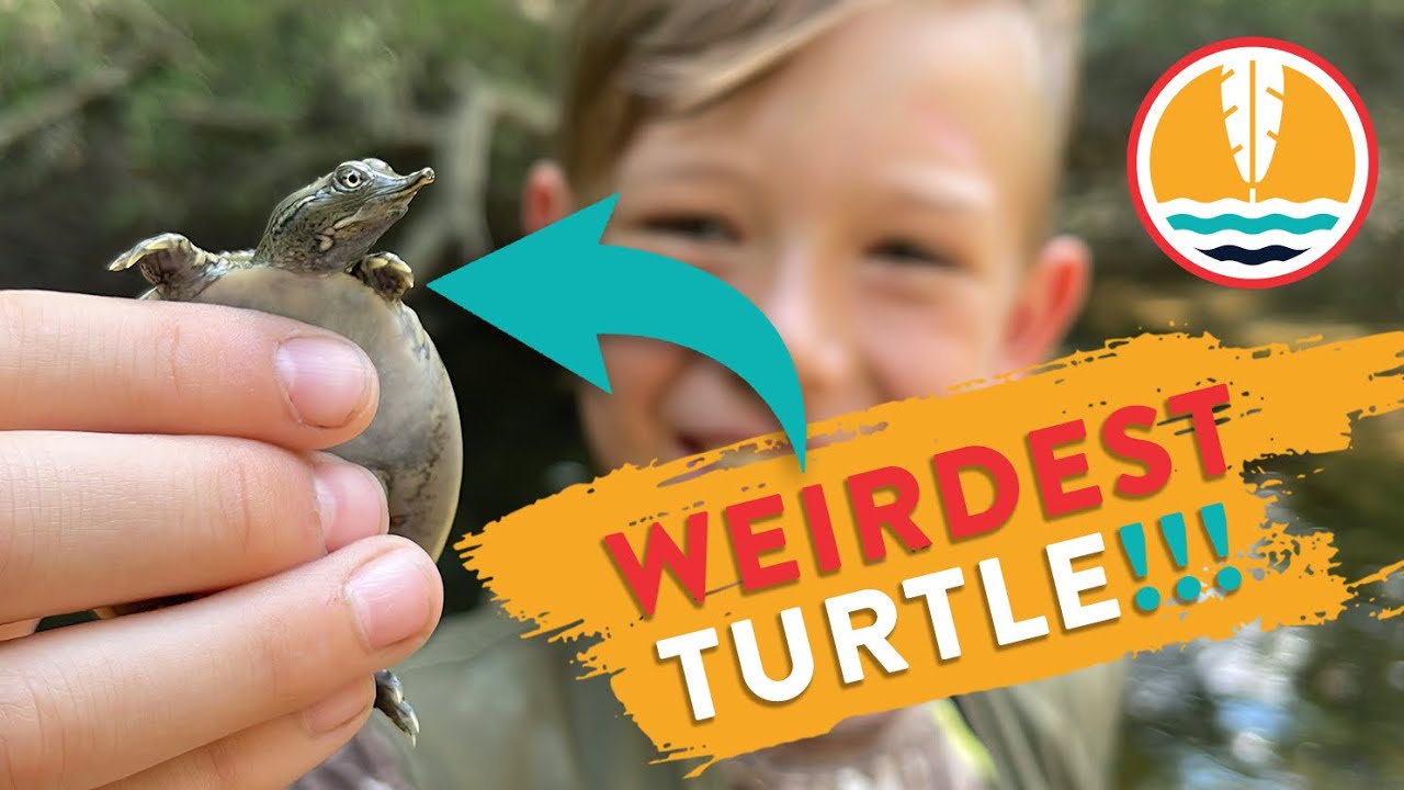 Weirdest Turtle!!!  The Spiny Soft-shell Turtle