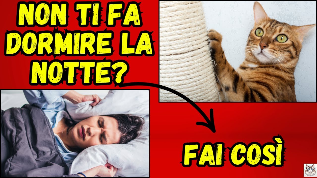 7 Trucchi Segreti: per Far Dormire il Tuo Gatto in 5 Minuti!