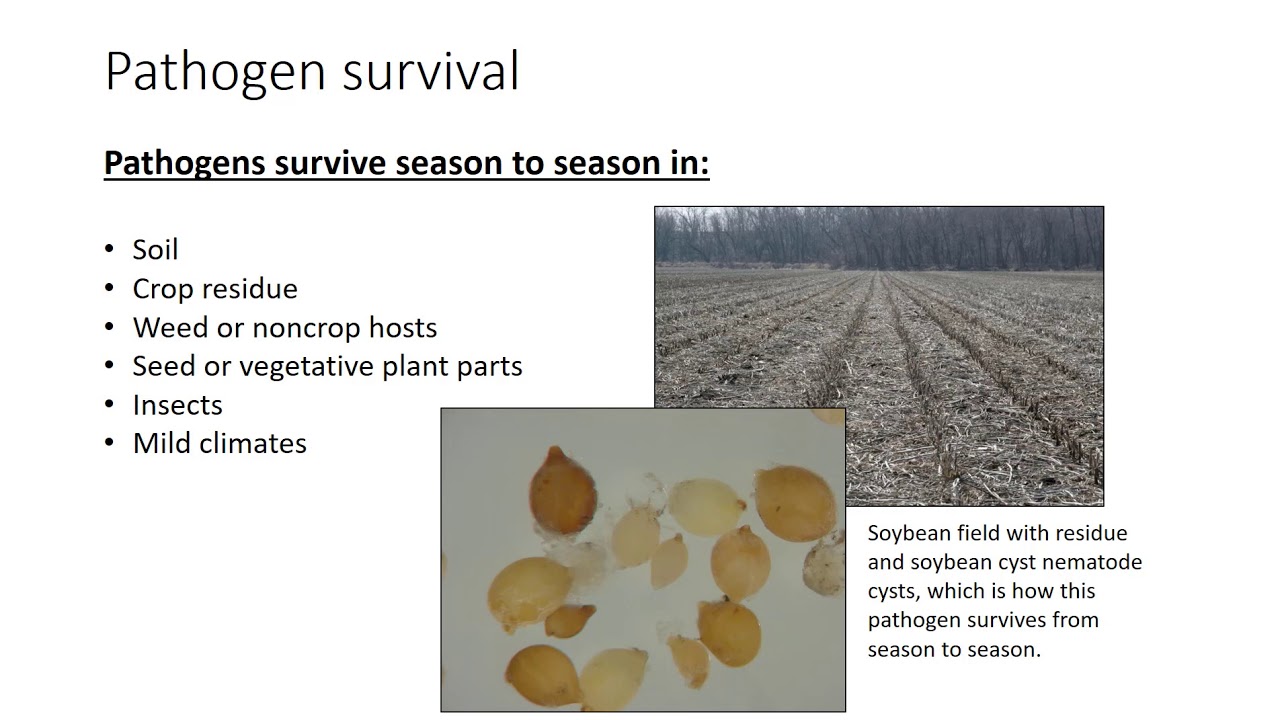 Managing Plant Diseases