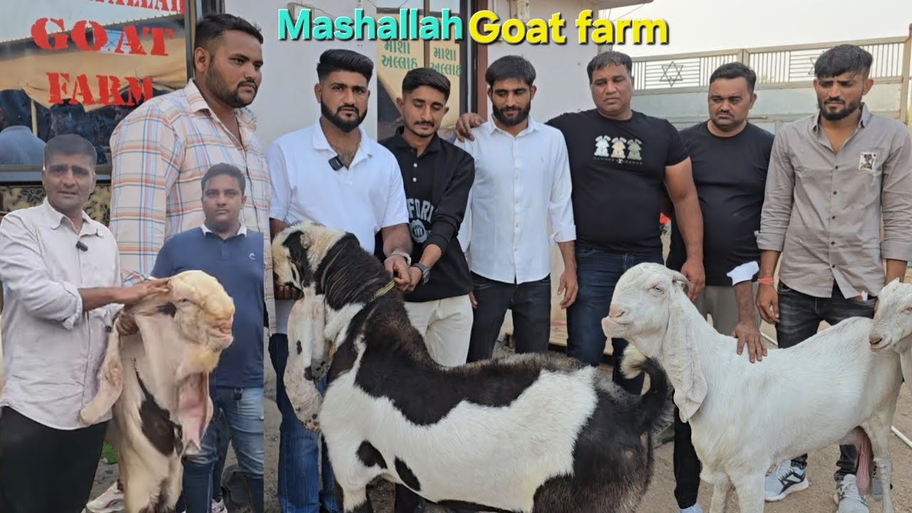 Mashallah Goat Farm Gujrat Limdi Hyderabadi Breedline Goats Top Collection Rasol Bhai Arif Bhai 👍