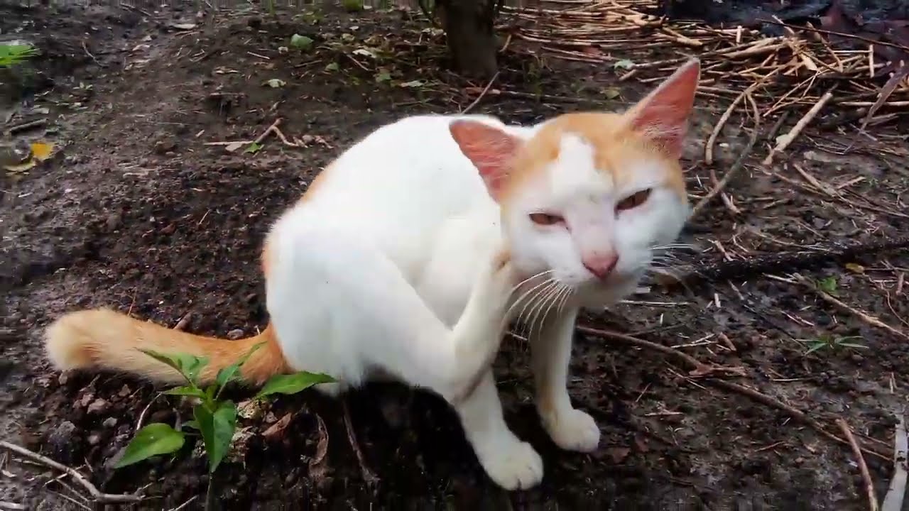Relaxing Moments with My Cats in the Backyard Garden