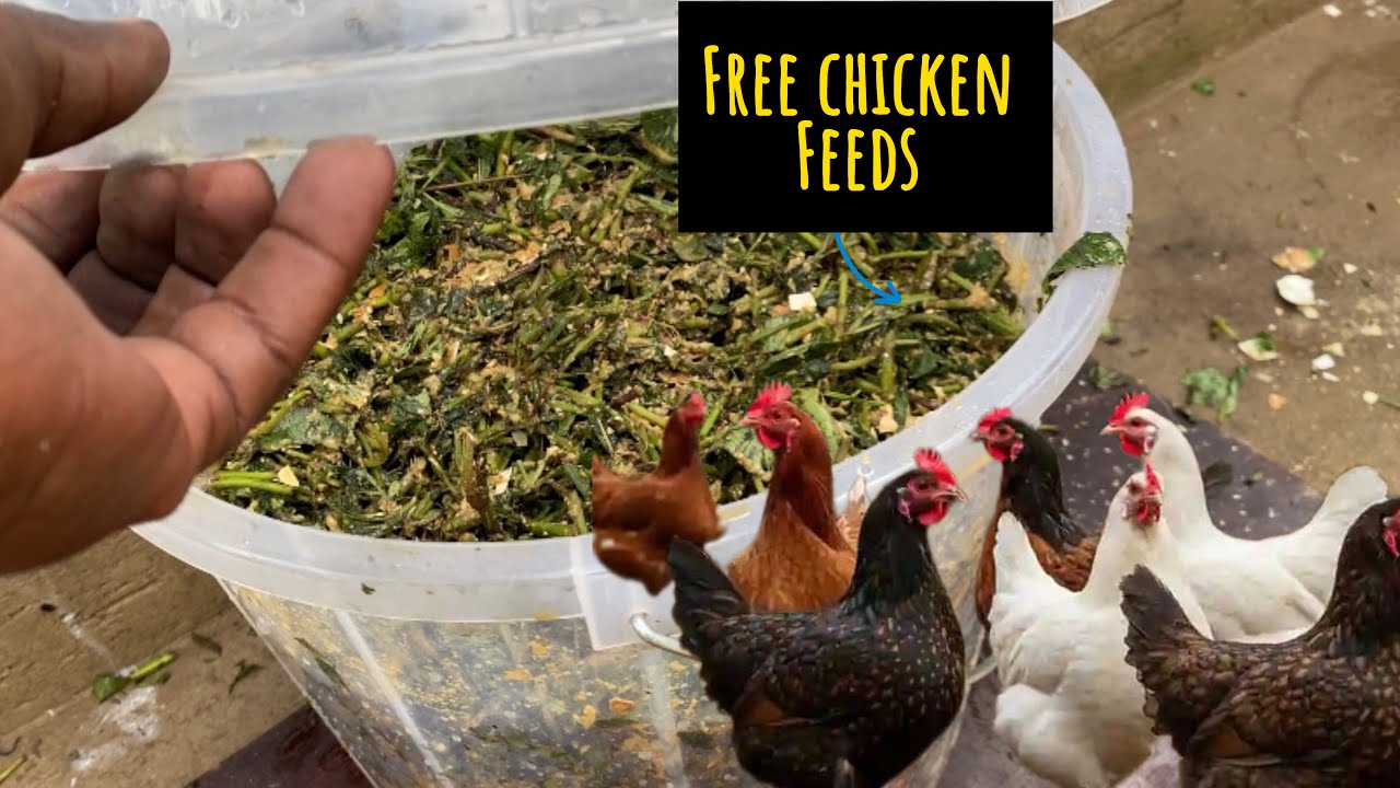 COPY How I Feed Chickens At A Zero Cost