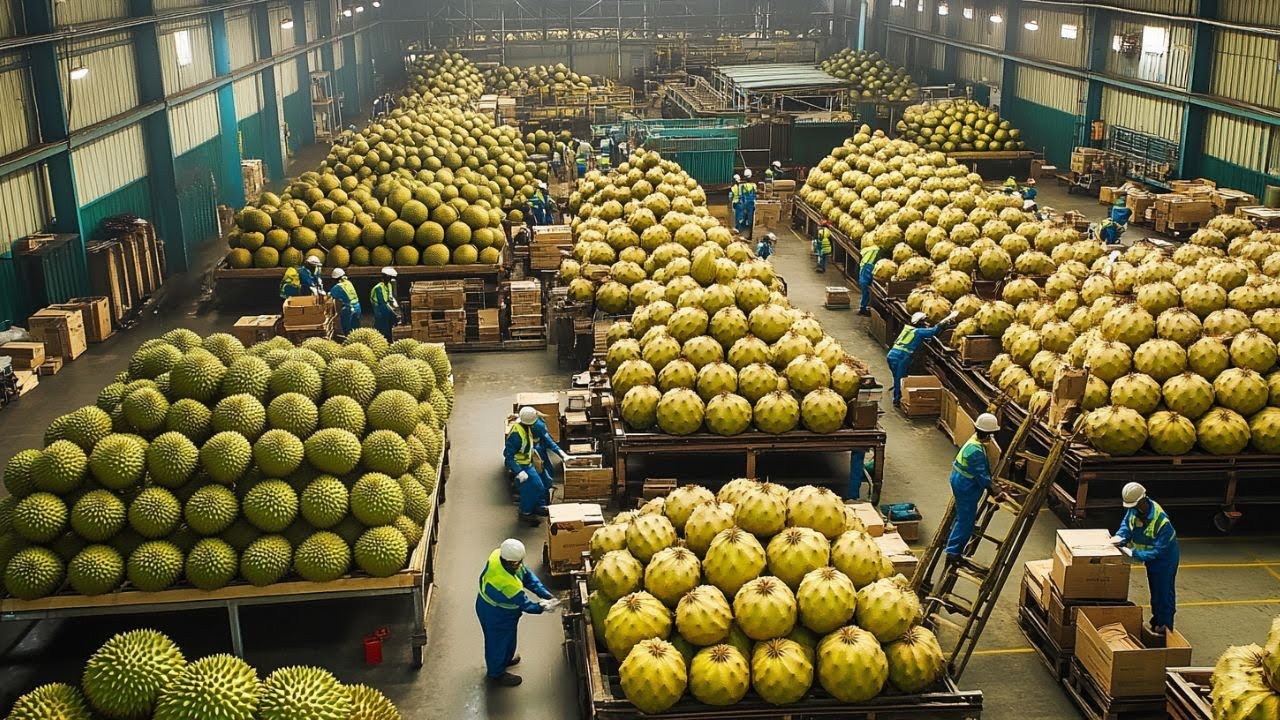 How Indian Farmers Harvest and Process Custard Apples | Agriculture Film