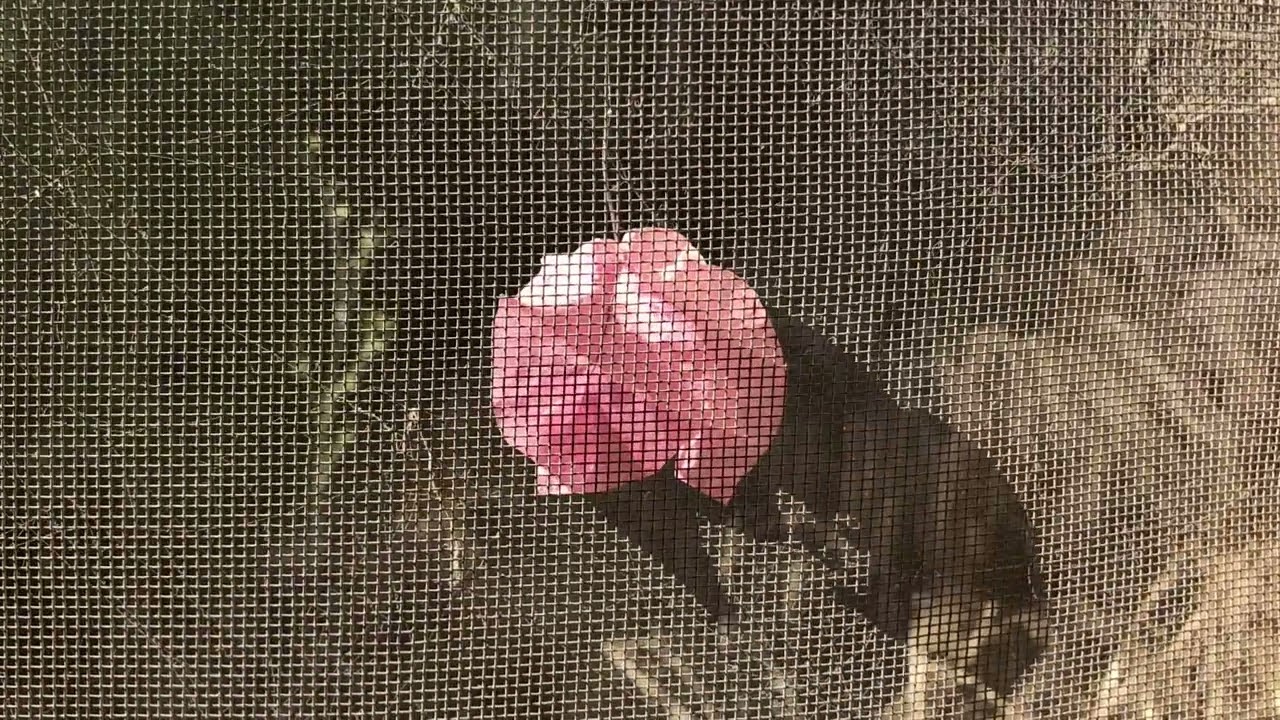 We Live As Though - Rebecca Faro, Nikki Gibbs, Mix Amylo