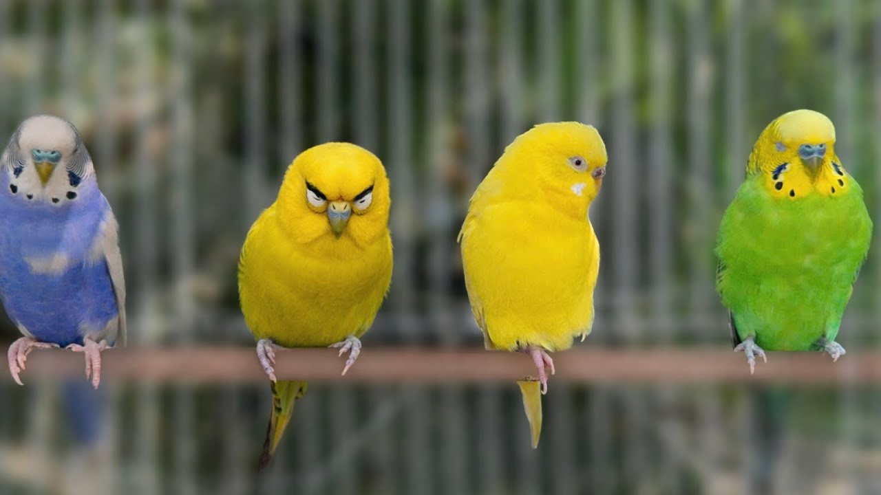 Calm Budgie Video 2026 🎶 Mango & Chutney