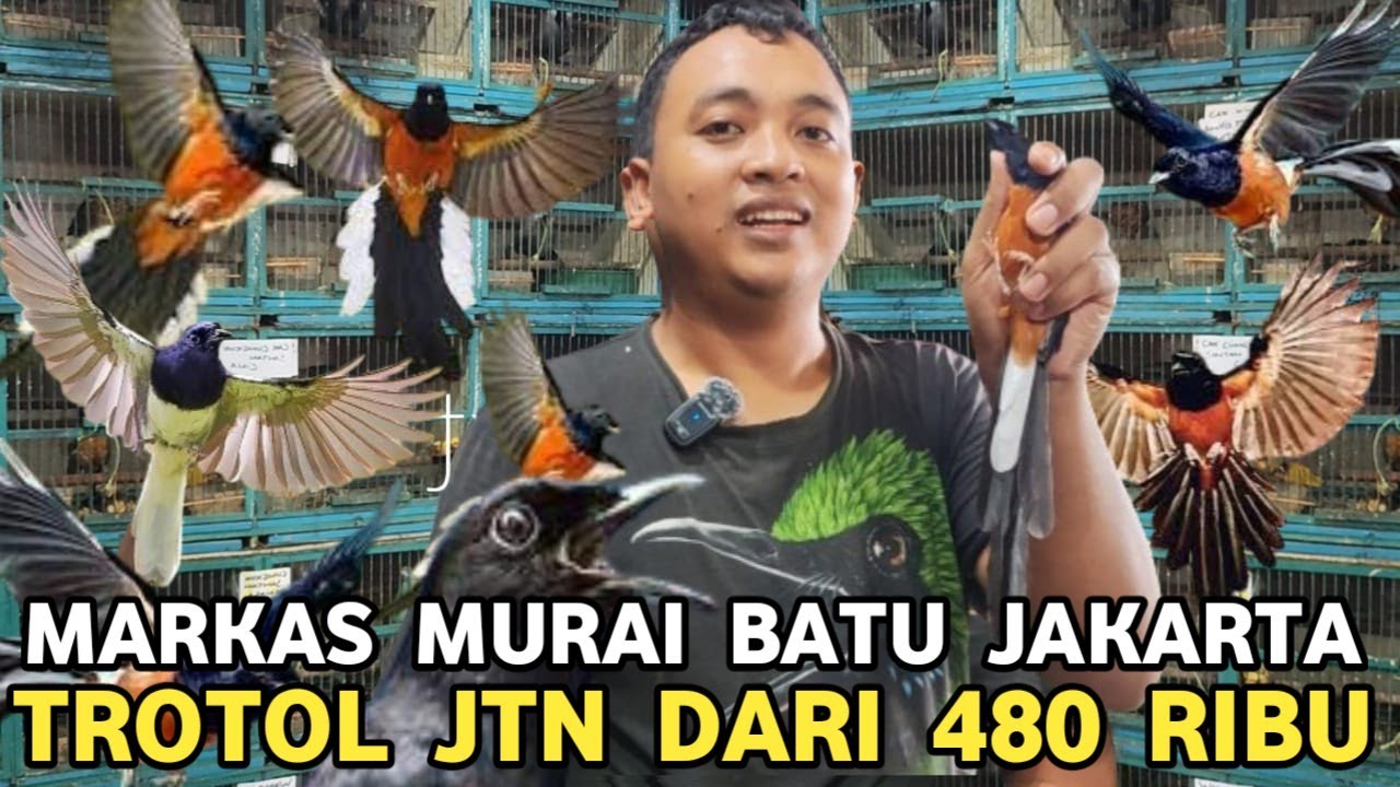 MARKAS MURAI BATU TROTOL JANTAN HARGA DARI 380 RIBU SAMPAI 600 RIBUAN DI PASAR BURUNG PRAMUKA 