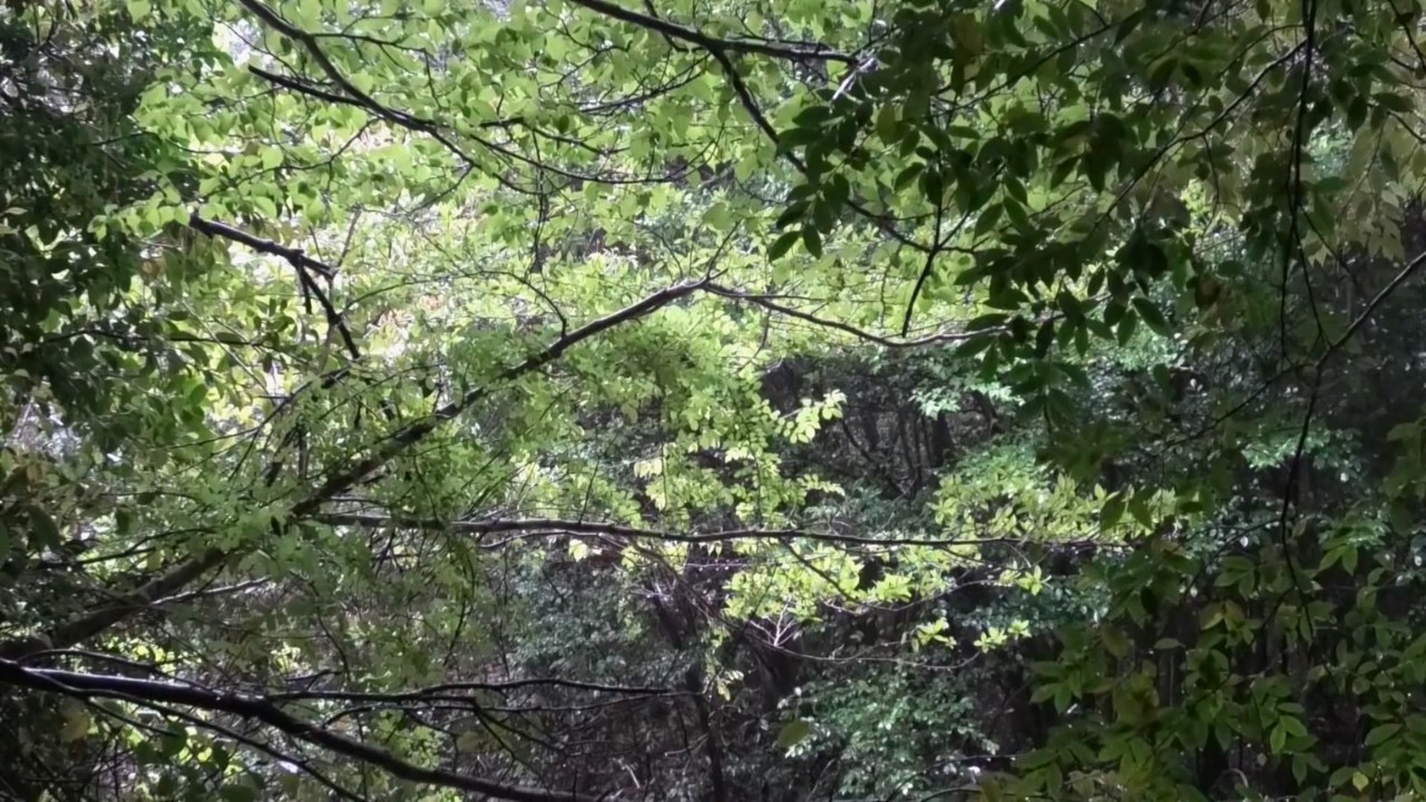 Forest Rainfall Under a Green Canopy | Peaceful Nature Sounds (1 Hour)