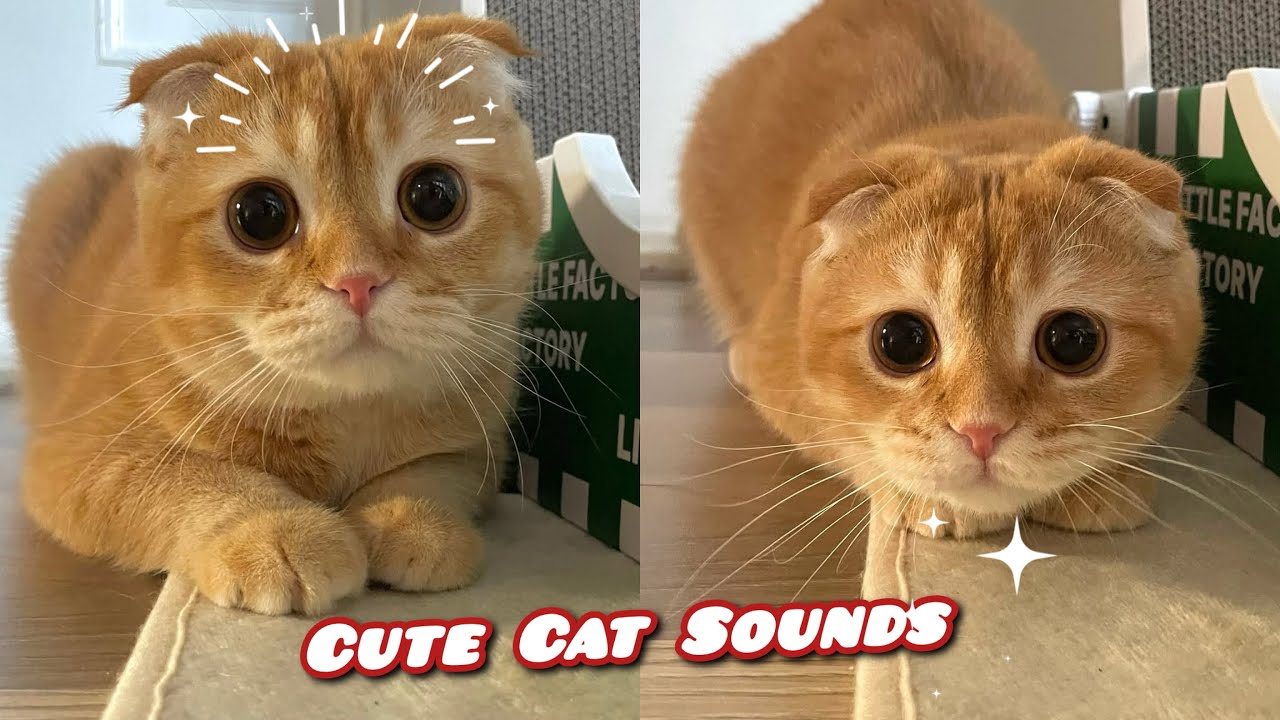The Internet’s Cutest Cat Sounds Compilation.😻 | Collection Amazing Cutest Cats Sounds.