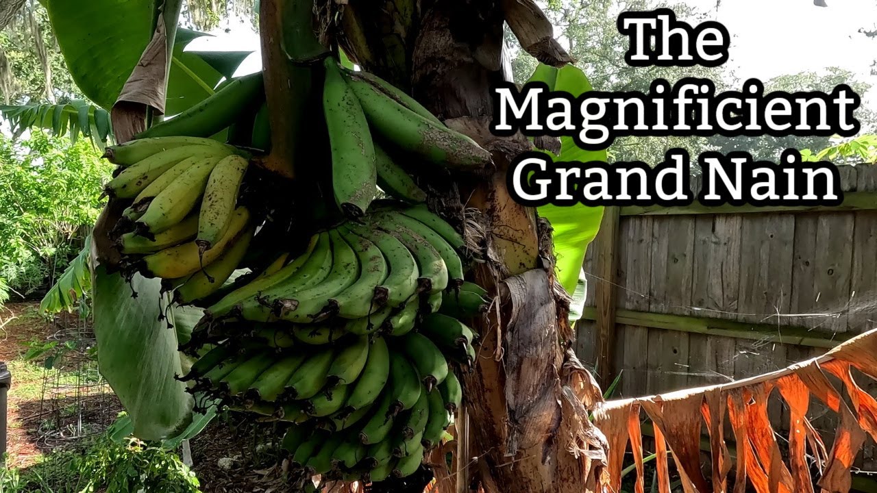 The Magnificient Grand Nain Banana!  (& cutting apart your rack) | Southern Latitudes