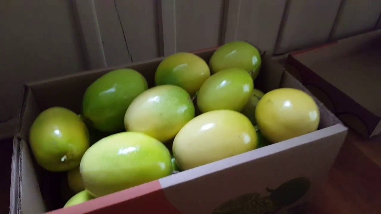 Produção e colheita do maracujá - Parte 18