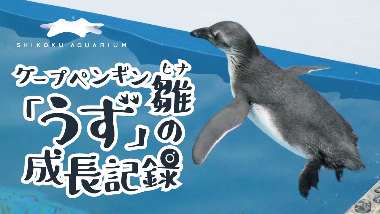 【四国水族館】ケープペンギン雛「うず」の成長記録（1歳おめでとう編）