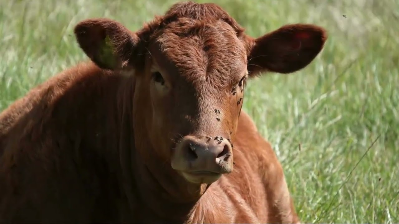 Red Angus: Carne de Qualidade e Alta Rentabilidade na Pecuária