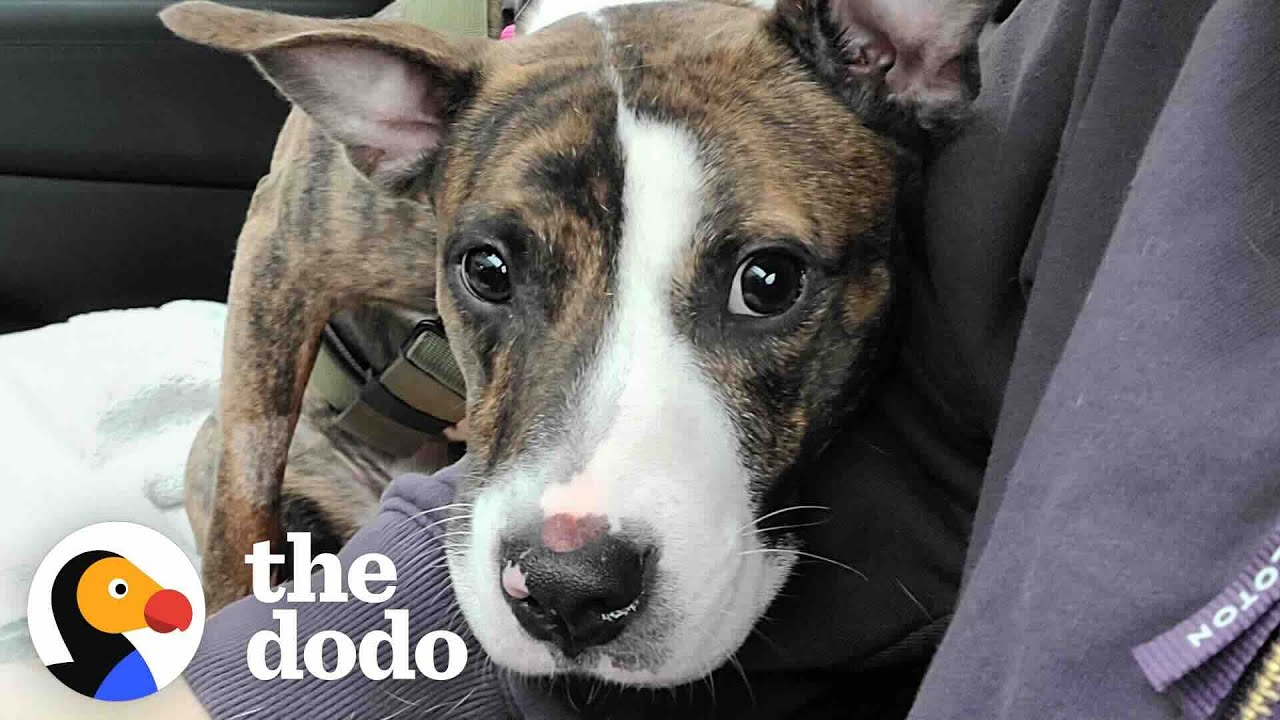 Foster Dog Who Couldn&rsquo;t Walk Decides To Run Up To Her Adopter | The Dodo