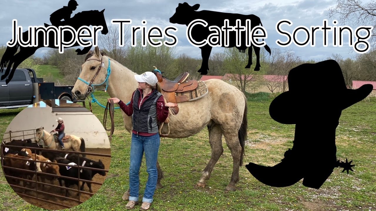ENGLISH RIDER TRIES CATTLE SORTING!