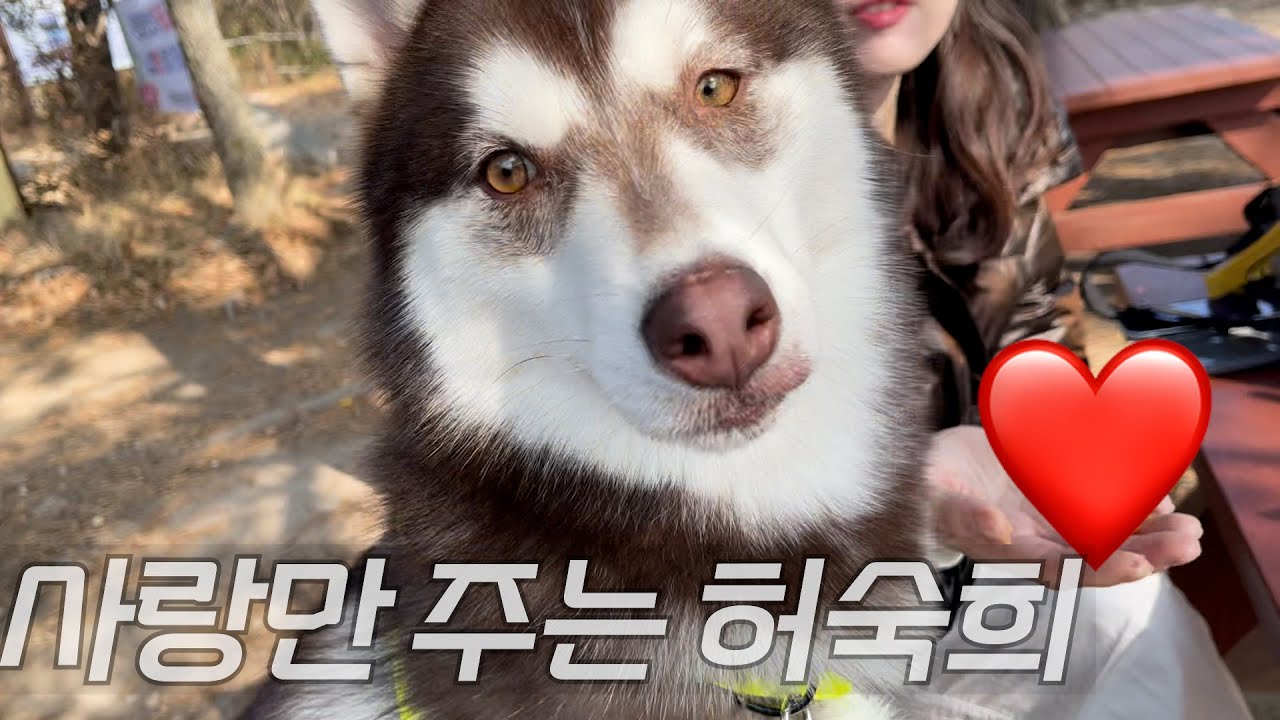 사랑만 줘서 고마워 ❤️ (허스키 입양이야기) ㅣ 강아지 입양일기ㅣ 대형견브이로그 ㅣ
