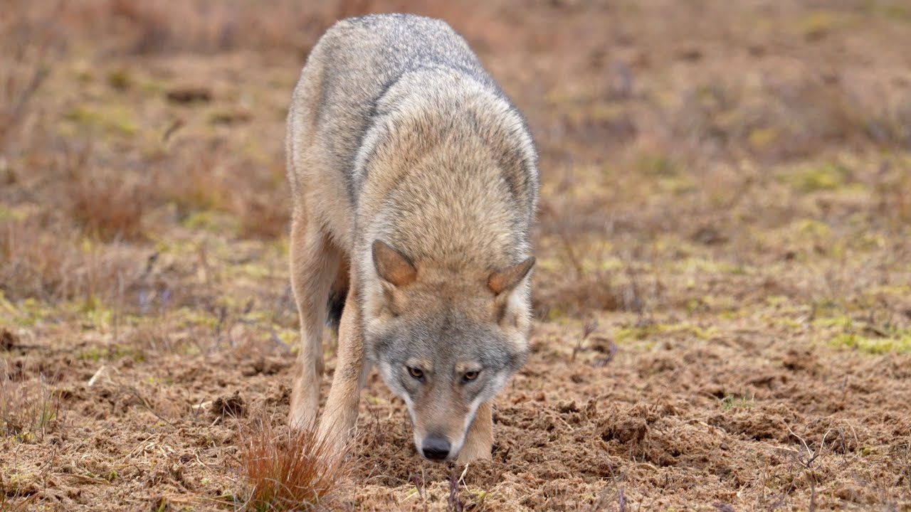 Eurasian Wolves in a meadow