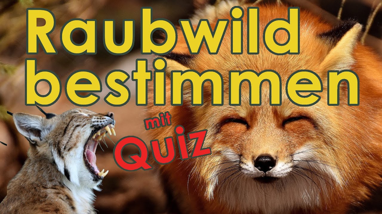 Raubwild bestimmen - Jägerprüfung