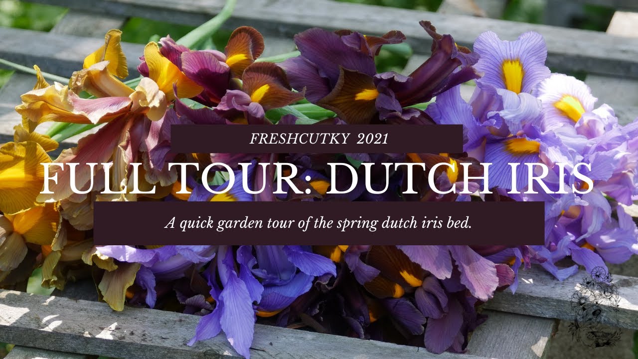 FULL TOUR: DUTCH IRIS - SPRING 2021 - CUT FLOWER GARDEN