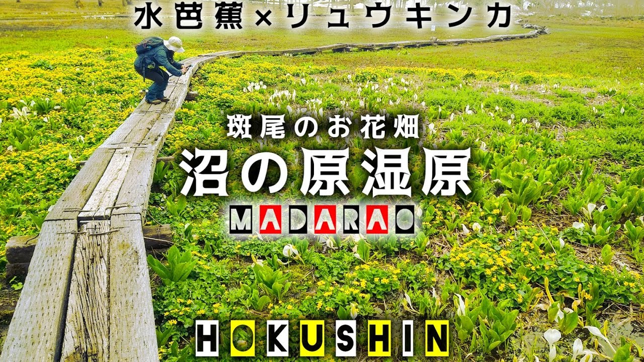 【沼ノ原湿原トレッキング】水芭蕉とリュウキンカ…斑尾のお花畑【尾瀬も良いけど斑尾も良い】