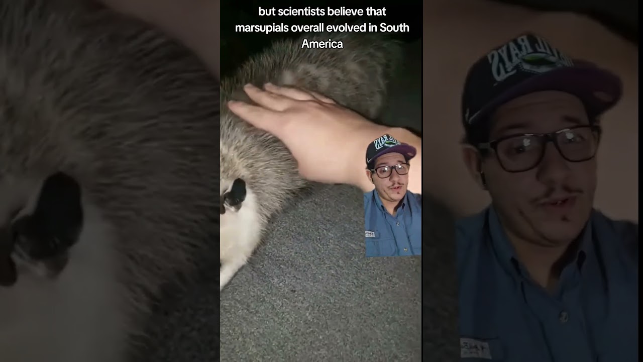 Where did Marsupials come from?