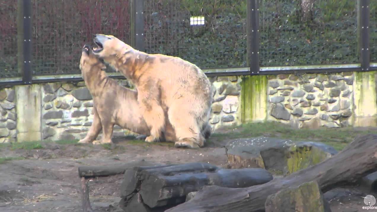 Another Felix/Huggie marathon mating session. Ouwehand 23 February 2016
