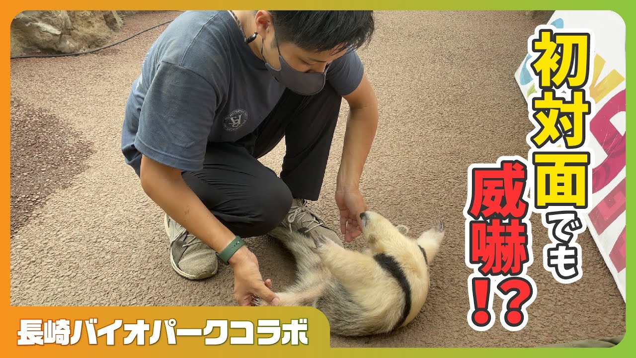 【長崎バイオパークコラボ】第一弾ミナミコアリクイ編！～春岡伊豆に来たってよ～