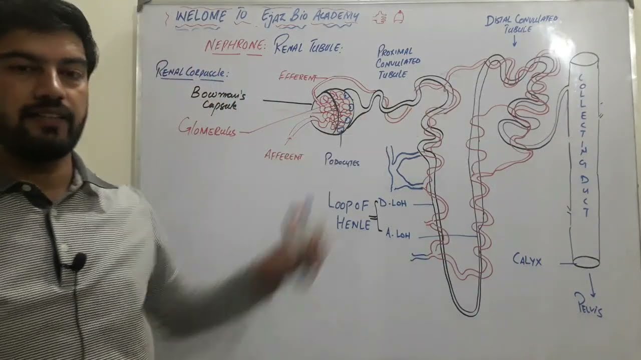 Structure of Renal Nephron: Renal Tubule Anatomy