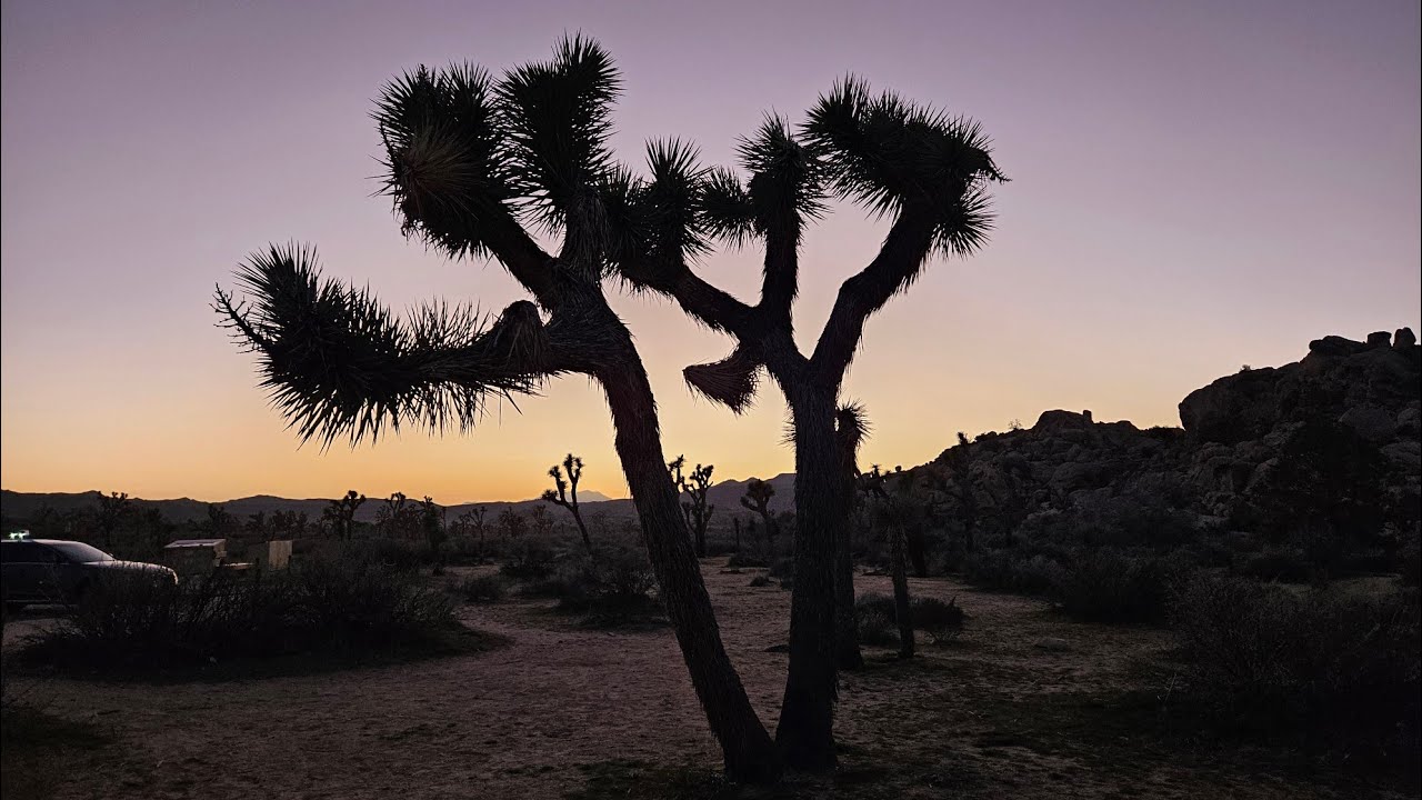Joshua Tree Roadtrip #california #usa