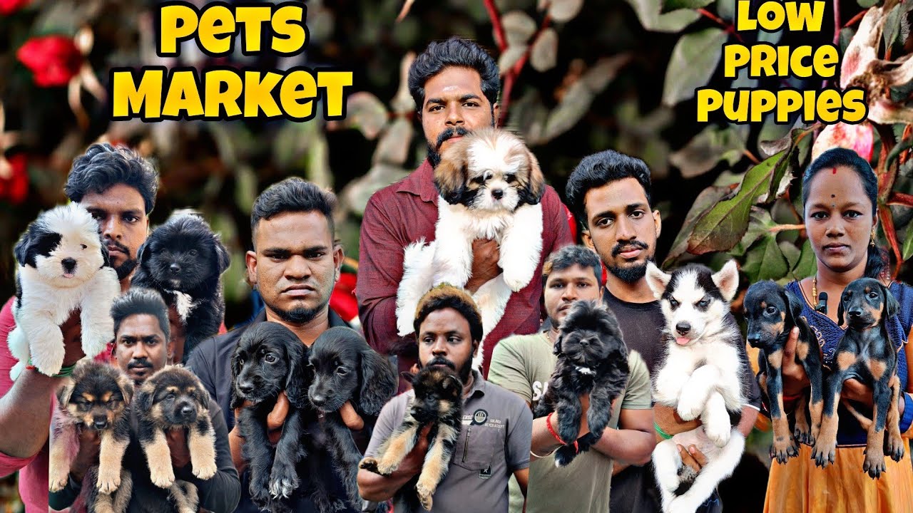 Sunday Offer Price For Pets 🐕 | Pets Market Broadway | Buying and Selling Pets in Chennai #dog