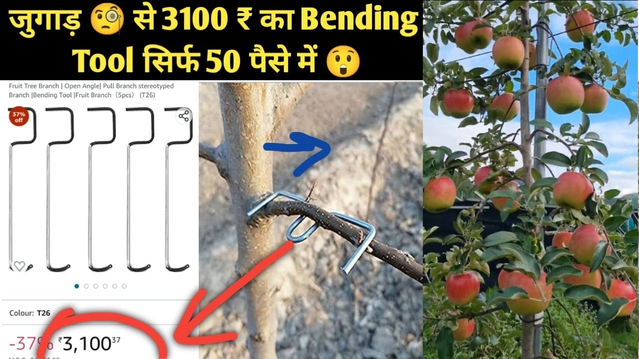 घर में Bending tool बनाना सीखें ll Training in apple plants ll tall spindle training system in m9