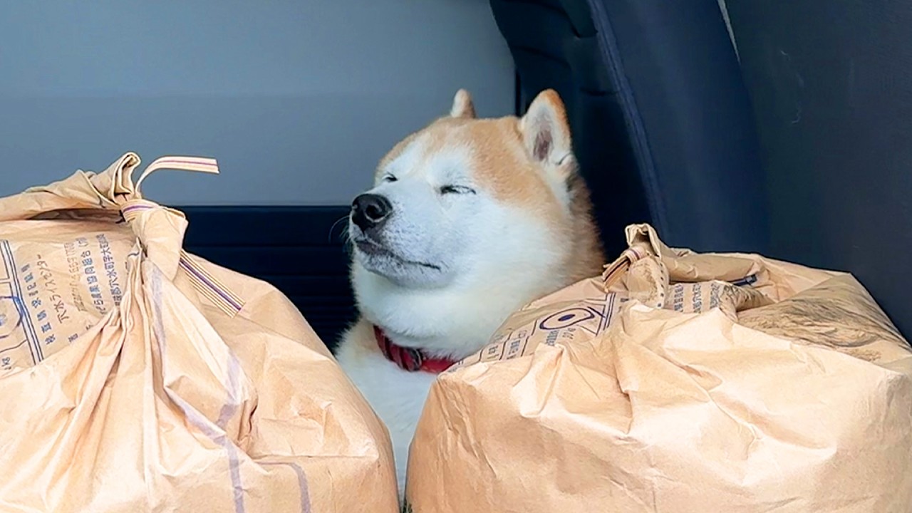 Shibe is prevented from quickly heading out for a walk by the bag of rice.