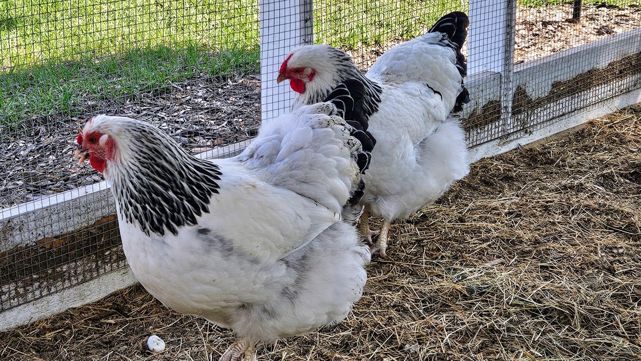 Columbian Wyandotte Hens