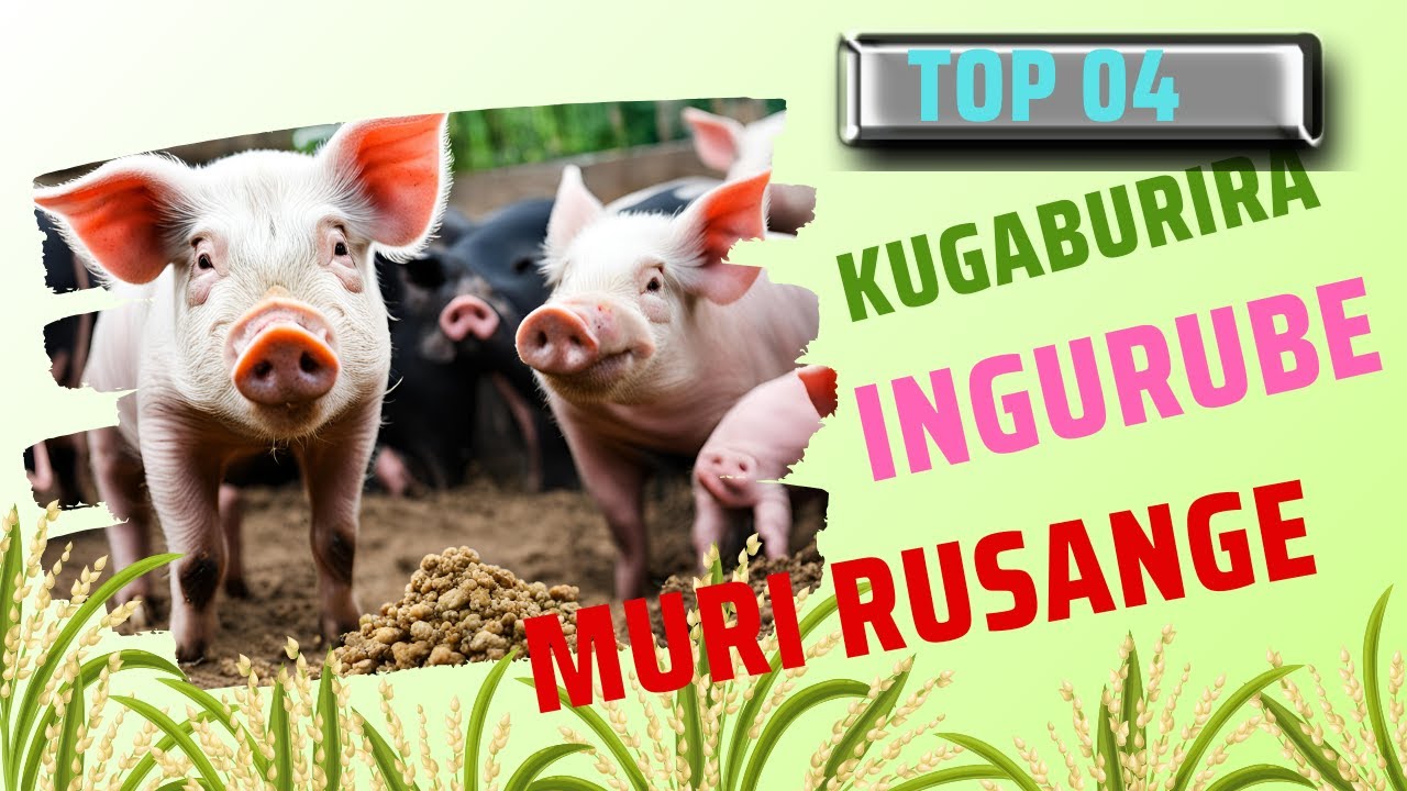 UBURYO BWO KUGABURIRA INGURUBE  MURI RUSANGE