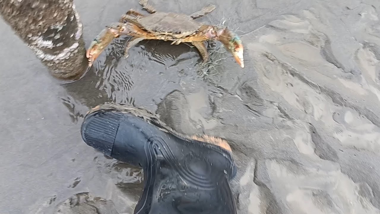 彰化伸港抓螃蟹，海尾與什股中間