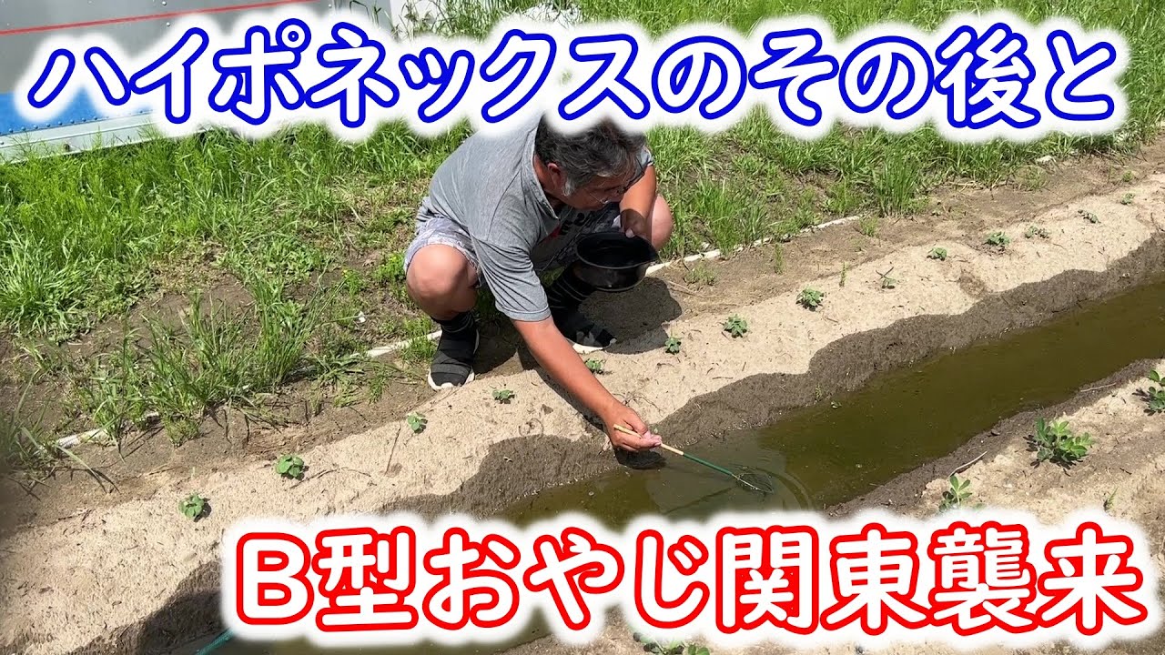 【めだか】ハイポネックスを使ったグリーンウォーターのその後とめだかの箱庭さんに行くよってお話です。Ｂ型おやじ