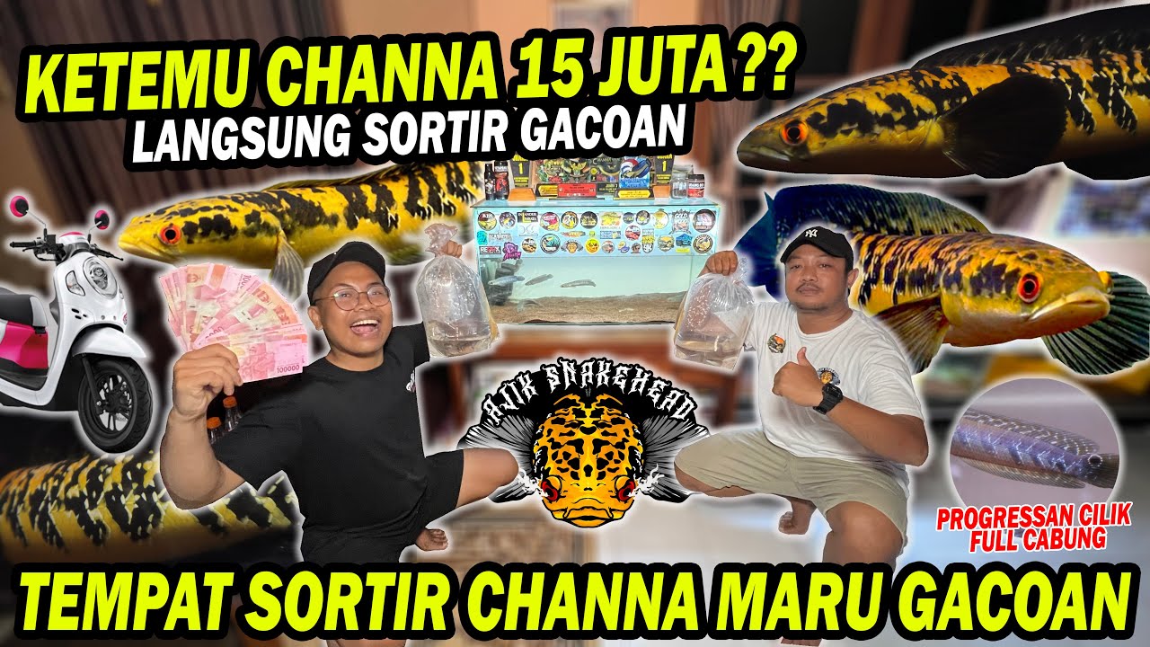 GREBEK MARU 15 JUTA!! SORTIR GACOAN KONTES DI BLI WAHADI